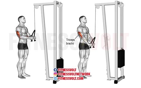 The tricep pushdown is a variation of the tricep extension, an isolation exercise which targets the tricep muscles on the back of your upper arm. This variat...
